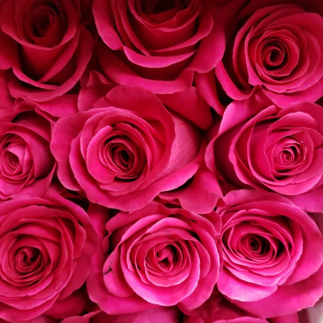 Pink Roses