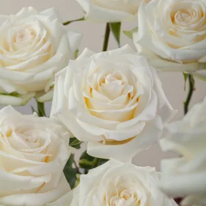 Candlelight Cream Rose