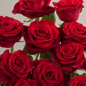 Red Freedom Rose