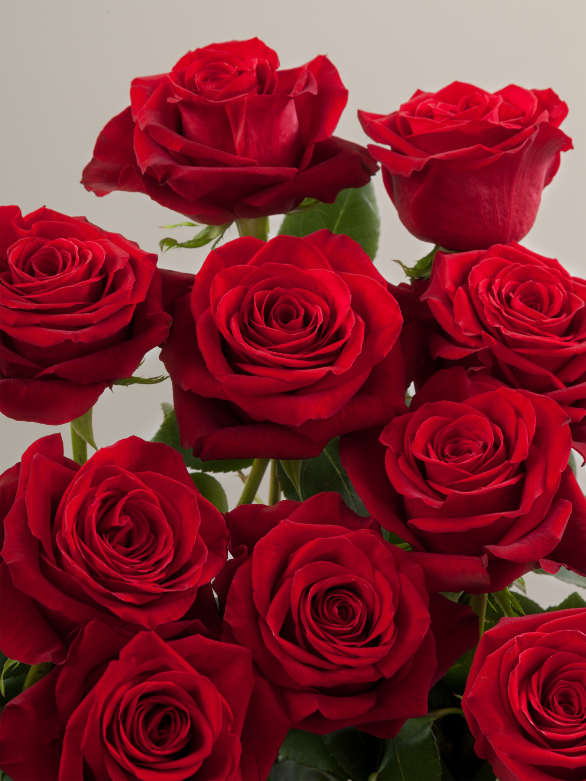 Red Freedom Rose